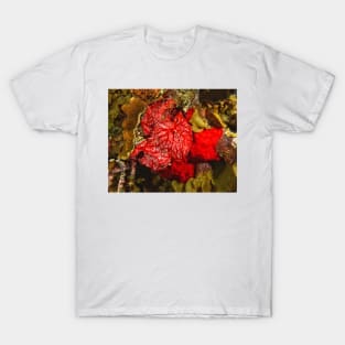 Red Coral Sponge T-Shirt